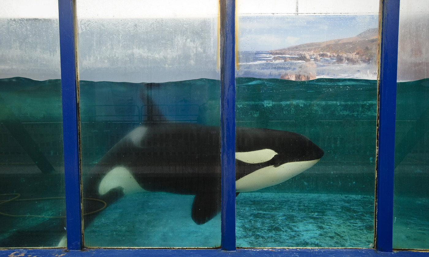 Orcas Should Live A Full Natural Life, Not One Only For Our Entertainment