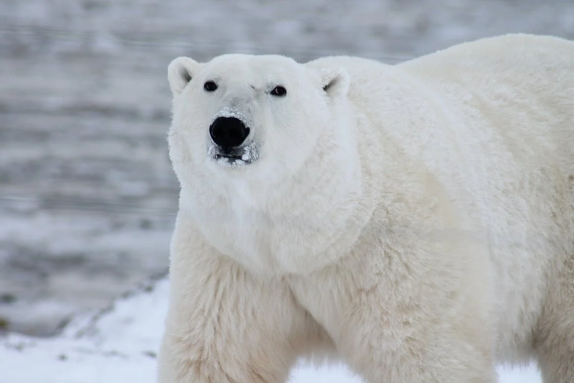 Polar Bear Populations Are Not Declining