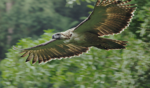 The World’s Largest, Rarest Eagle