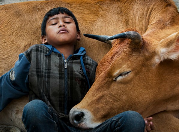 Boy and Cow