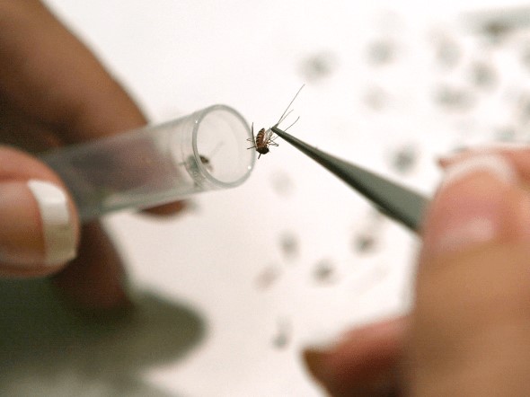 China Experimenting With Mosquito Delivered Vaccines